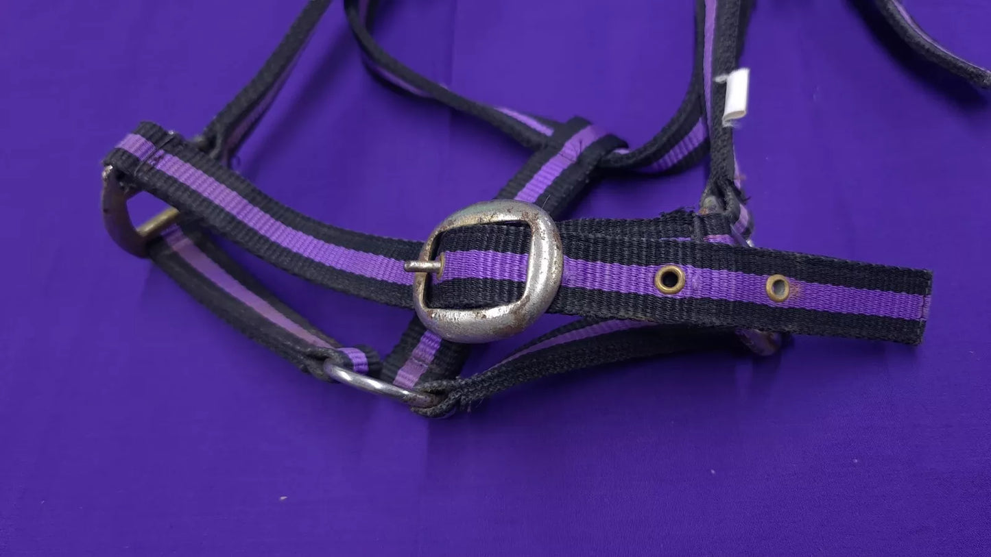 Headcollar Purple And Black Full