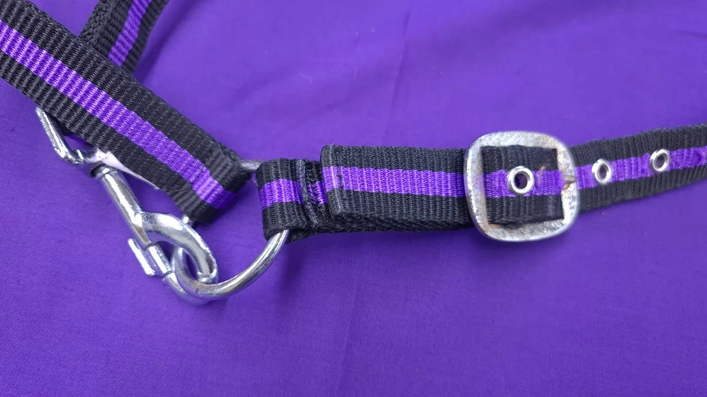 Headcollar Full Purple And Black Horse