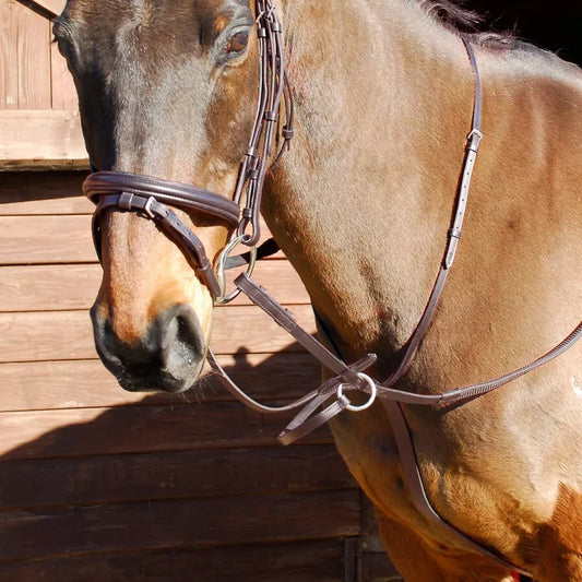 Martingale Running Leather Horse Riding Black Pony Windsor