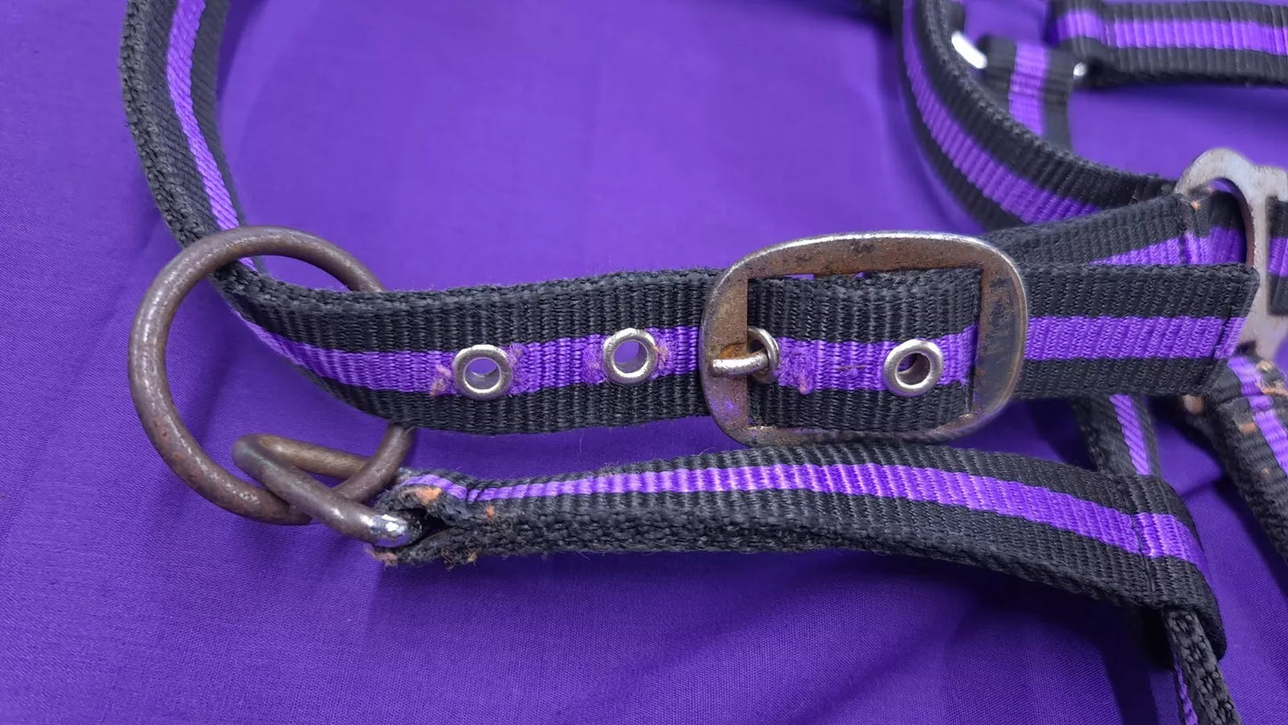 Headcollar Full Purple And Black Horse