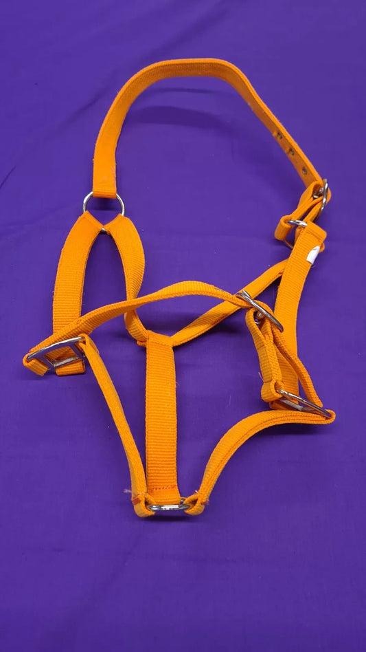 Headcollar Orange Full Horse