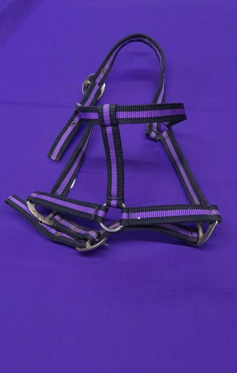 Headcollar Purple And Black Full