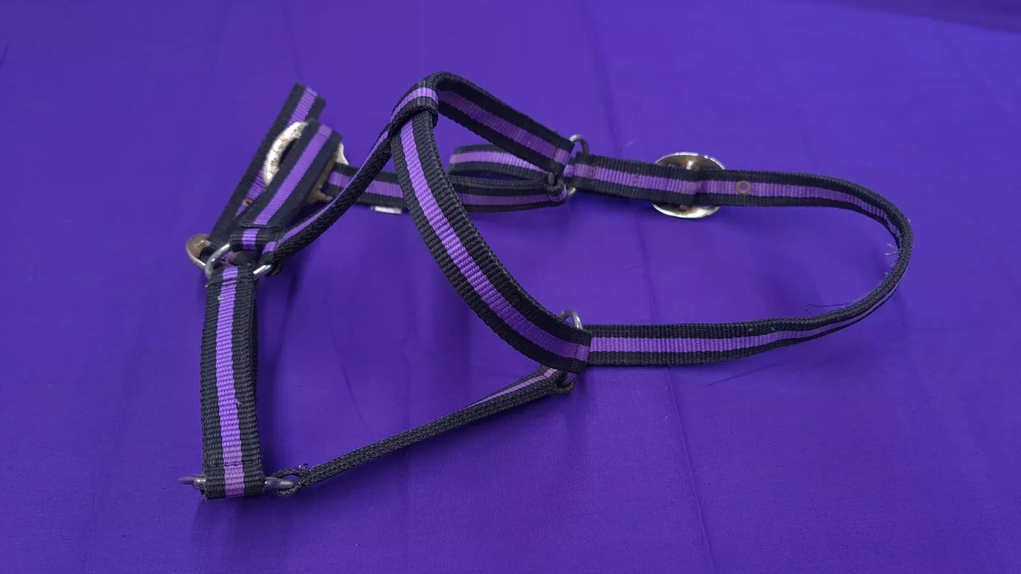 Headcollar Purple And Black Full