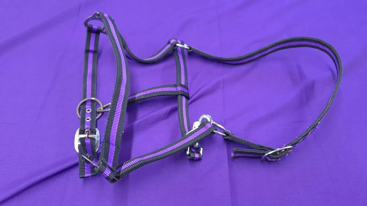 Headcollar Full Purple And Black Horse