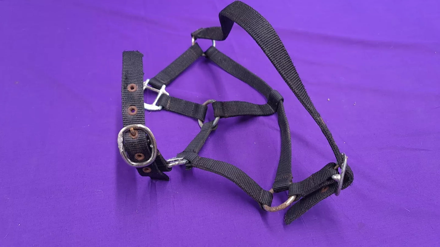 Headcollar Black Shires Cob